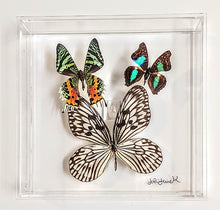 Load image into Gallery viewer, 8x8 Framed Butterflies-Mounted Butterflies-Preserved Butterflies