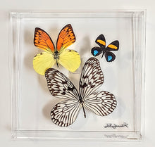 Load image into Gallery viewer, Framed butterflies preserved in acrylic display