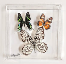 Load image into Gallery viewer, Framed Butterflies-Mounted Butterflies-Preserved Butterflies