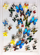 Load image into Gallery viewer, 35"x25" Framed Butterflies-Mounted Butterflies-Preserved Butterflies