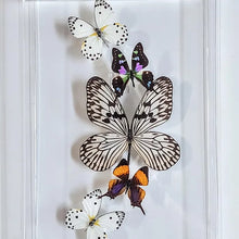 Load image into Gallery viewer, Framed Butterflies-Mounted Butterflies-Preserved Butterflies