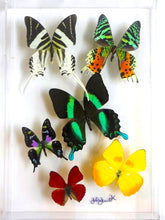 Load image into Gallery viewer, Real framed mounted butterflies preserved in acrylic frame