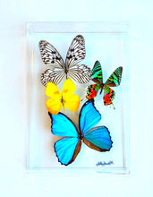 Load image into Gallery viewer, Real framed butterflies preserved in acrylic display case