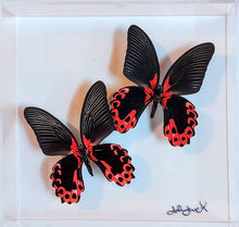 Load image into Gallery viewer, Framed Butterflies-Mounted Butterflies-Preserved Butterflies
