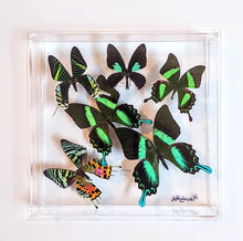 Load image into Gallery viewer, Framed Butterflies-Mounted Butterflies-Preserved Butterflies