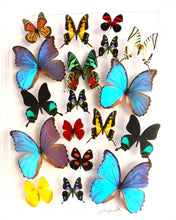 Load image into Gallery viewer, Framed Butterflies-Mounted Butterflies-Preserved Butterflies