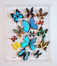 Load image into Gallery viewer, real framed butterflies