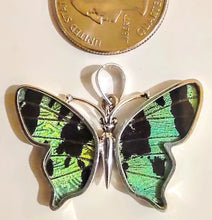 Load image into Gallery viewer, Butterfly wing jewelry, real butterfly, butterfly wing pendant, butterfly wing earrings real butterfly gifts, jewelry with butterfly wings