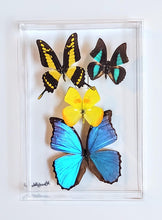 Load image into Gallery viewer, Framed Butterflies-Mounted Butterflies-Preserved Butterflies