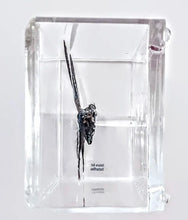 Load image into Gallery viewer, Framed Butterflies-Mounted Butterflies-Preserved Butterflies