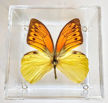 Load image into Gallery viewer, Framed Butterflies-Mounted Butterflies-Preserved Butterflies