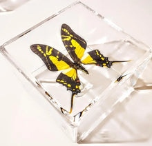 Load image into Gallery viewer, Framed Butterflies-Mounted Butterflies-Preserved Butterflies