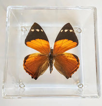 Load image into Gallery viewer, Framed Butterflies-Mounted Butterflies-Preserved Butterflies