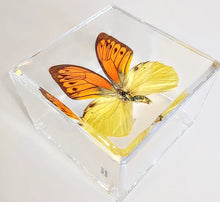 Load image into Gallery viewer, Framed Butterflies-Mounted Butterflies-Preserved Butterflies