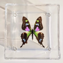 Load image into Gallery viewer, Framed Butterflies-Mounted Butterflies-Preserved Butterflies