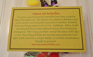 new! 10"x30"x2.5 Butterfly Display