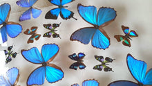 Load image into Gallery viewer, 20"x30" Framed Butterflies-Mounted Butterflies-Preserved Butterflies