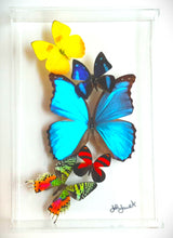 Load image into Gallery viewer, Colorful preserved butterfly display in acrylic frame