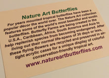 Load image into Gallery viewer, Framed Butterflies-Mounted Butterflies-Preserved Butterfliesmed butterfly, butterfly art