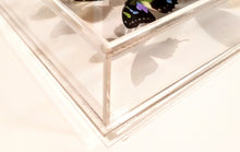 Load image into Gallery viewer, 35"x25" Framed Butterflies-Mounted Butterflies-Preserved Butterflies