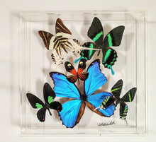 Load image into Gallery viewer, Framed Butterflies-Mounted Butterflies-Preserved Butterflies