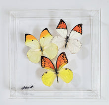 Load image into Gallery viewer, Framed Butterflies-Mounted Butterflies-Preserved Butterflies