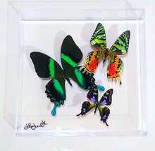 Load image into Gallery viewer, Framed Butterflies-Mounted Butterflies-Preserved Butterflies