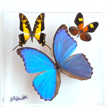 Load image into Gallery viewer, Framed Butterflies-Mounted Butterflies-Preserved Butterflies