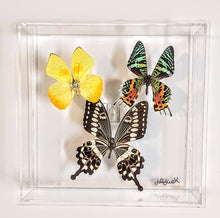 Load image into Gallery viewer, Framed butterfly preserved in acrylic display
