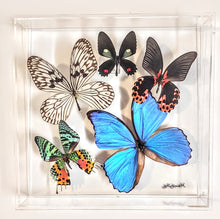 Load image into Gallery viewer, Framed Butterflies-Mounted Butterflies-Preserved Butterflies