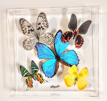 Load image into Gallery viewer, Real framed butterflies preserved in acrylic frame