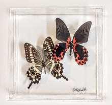 Load image into Gallery viewer, Framed butterfly preserved in acrylic display