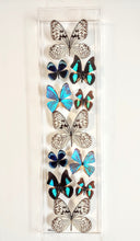 Load image into Gallery viewer, Framed butterflies preserved in acrylic display