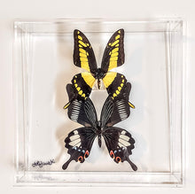 Load image into Gallery viewer, Colorful butterfly specimens showcased in acrylic frame