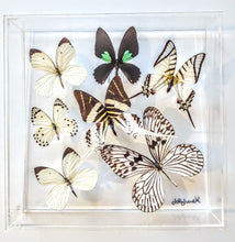 Load image into Gallery viewer, Real framed butterflies white and green preserved in acrylic frame