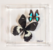 Load image into Gallery viewer, Real framed butterflies preserved in acrylic frame