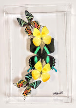 Load image into Gallery viewer, green and yellow Framed butterflies preserved in acrylic display