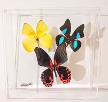 Load image into Gallery viewer, Real framed butterflies preserved in acrylic frame