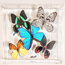 Load image into Gallery viewer, Real framed butterflies preserved in acrylic frame