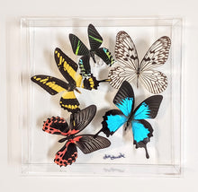 Load image into Gallery viewer, Colorful butterfly specimens showcased in acrylic frame