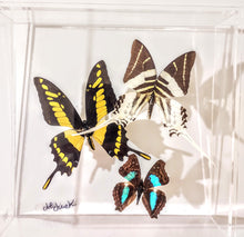 Load image into Gallery viewer, Real framed butterflies preserved in acrylic frame
