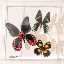Load image into Gallery viewer, Three framed butterflies with colorful wings framed