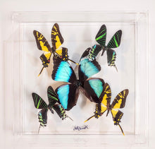 Load image into Gallery viewer, Mounted butterfly art in clear acrylic frame display