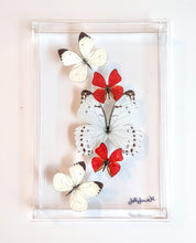 Load image into Gallery viewer, Framed Butterflies-Mounted Butterflies-Preserved Butterflies