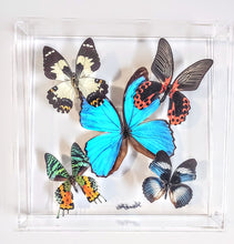 Load image into Gallery viewer, Real framed butterflies preserved in acrylic frame