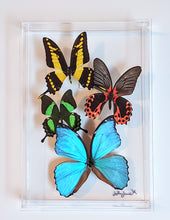 Load image into Gallery viewer, Framed butterfly preserved in acrylic display