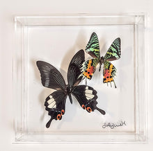 Load image into Gallery viewer, Framed butterfly preserved in acrylic display