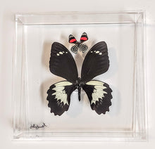 Load image into Gallery viewer, Real framed butterflies preserved in acrylic frame