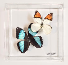 Load image into Gallery viewer, Colorful butterfly specimens showcased in acrylic frame