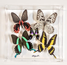 Load image into Gallery viewer, Mounted butterfly art in clear acrylic frame display